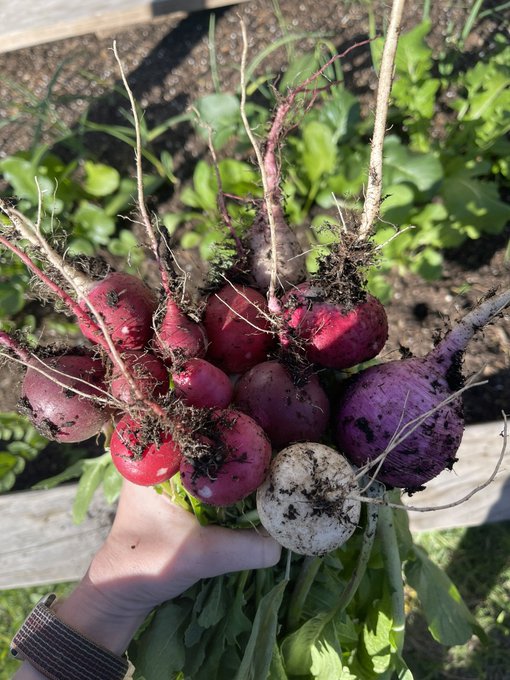 The storm did a number on my radishes 😂 https://t.co/U9HWSoBFts<a href="/tag/maybloom"class="tags"><span>#maybloom</span></a>