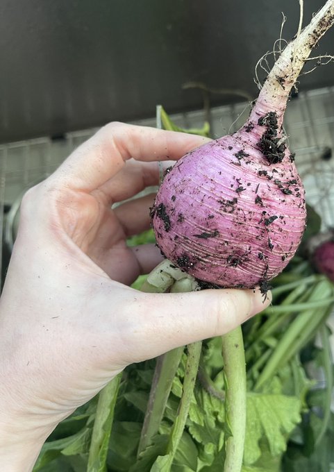The storm did a number on my radishes 😂 https://t.co/U9HWSoBFts<a href="/tag/maybloom"class="tags"><span>#maybloom</span></a>
