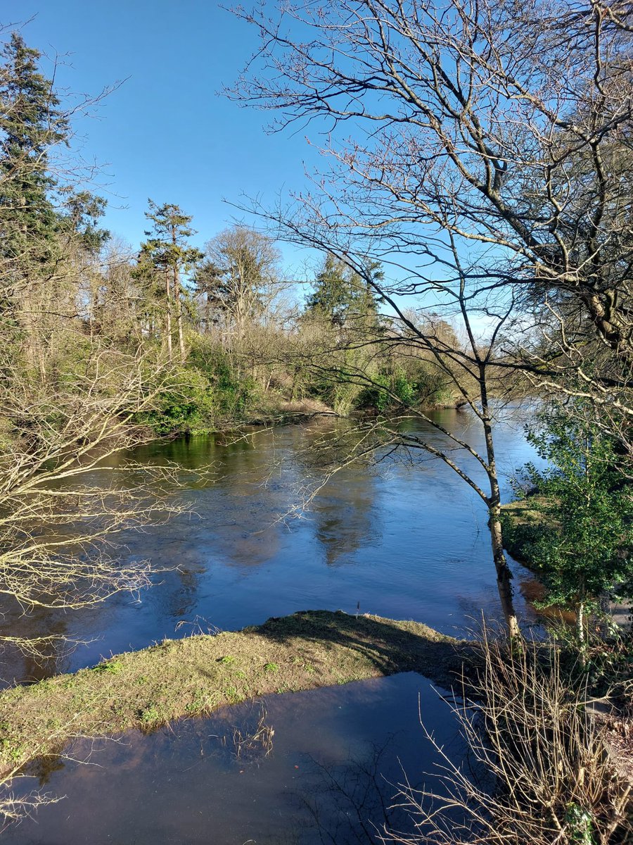 suzeewong's tweet image. Day 42 #100daysofwalking absolutely beautiful afternoon #happyplace 

"....Let go of all your haunted dreams tonight...." #randomlyrics 🎶🎼🎵

River walks, blue skies, ducks, trees #mothernature #Gaia 

How is it Sunday already 😵‍💫