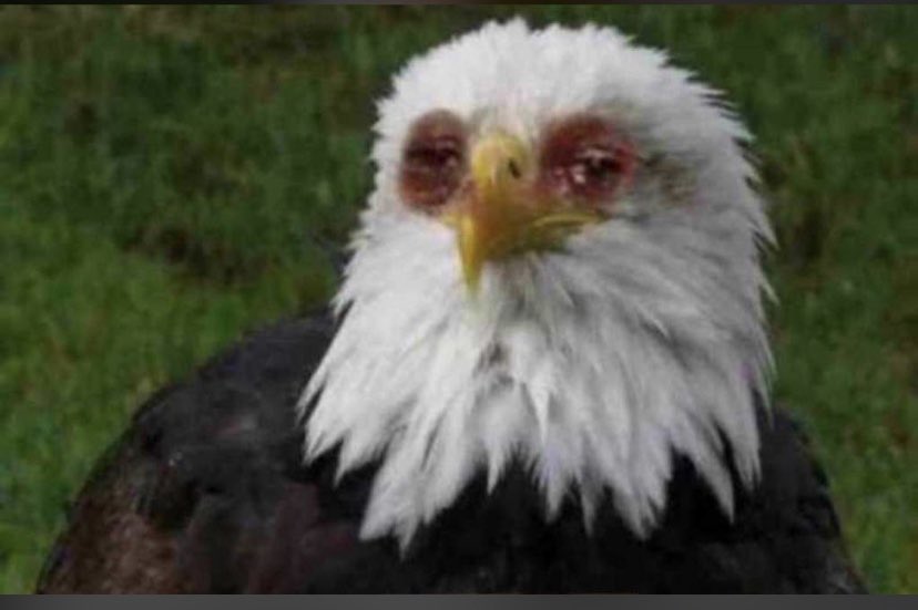 OPEYEMIA04's tweet photo. @DrOlufunmilayo Our poor eagle😭😭😭 https://t.co/hBJRVWlPXF