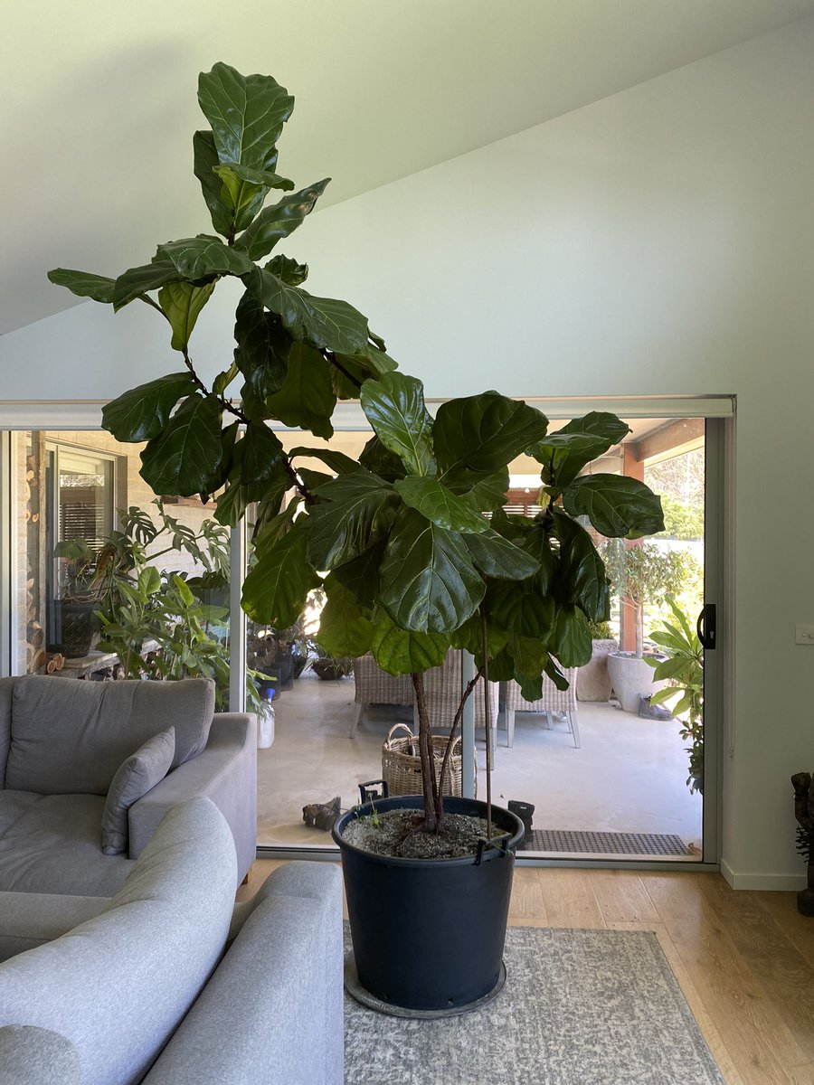 hazelandharley's tweet photo. Guess I’m cutting a hole in the roof now.. 
#fiddleleaf #plants #indoorplants https://t.co/VxvFouL1lA