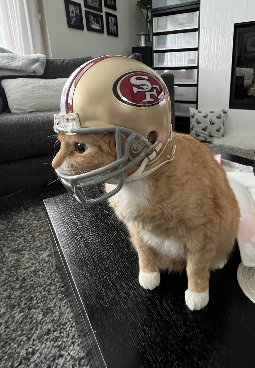 LucyFurr is cheering for the Niners!!  #GoNiners #SuperBowl #CatsOfTwitter