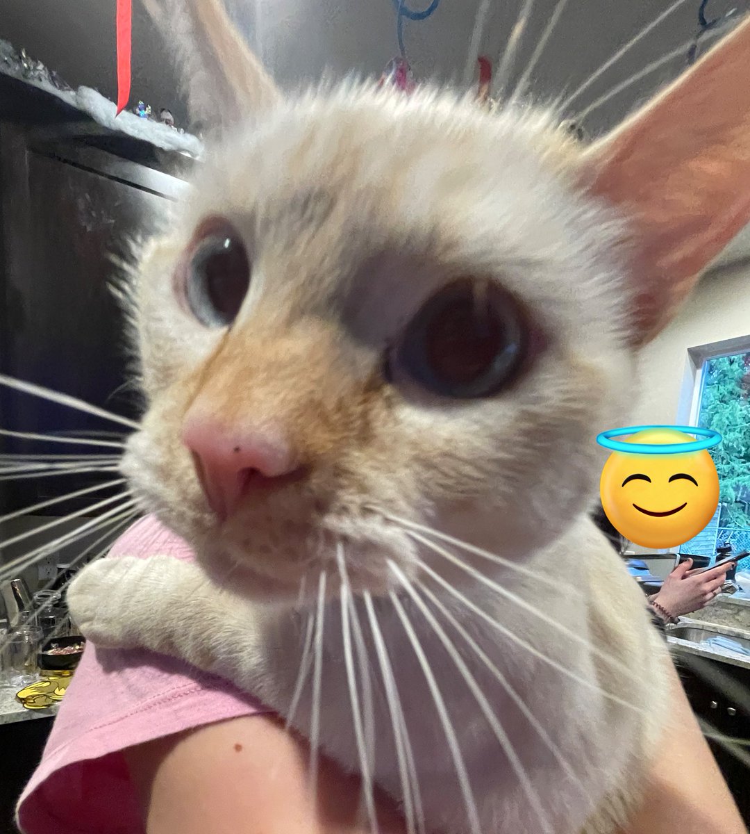 my friends kitties 🎉