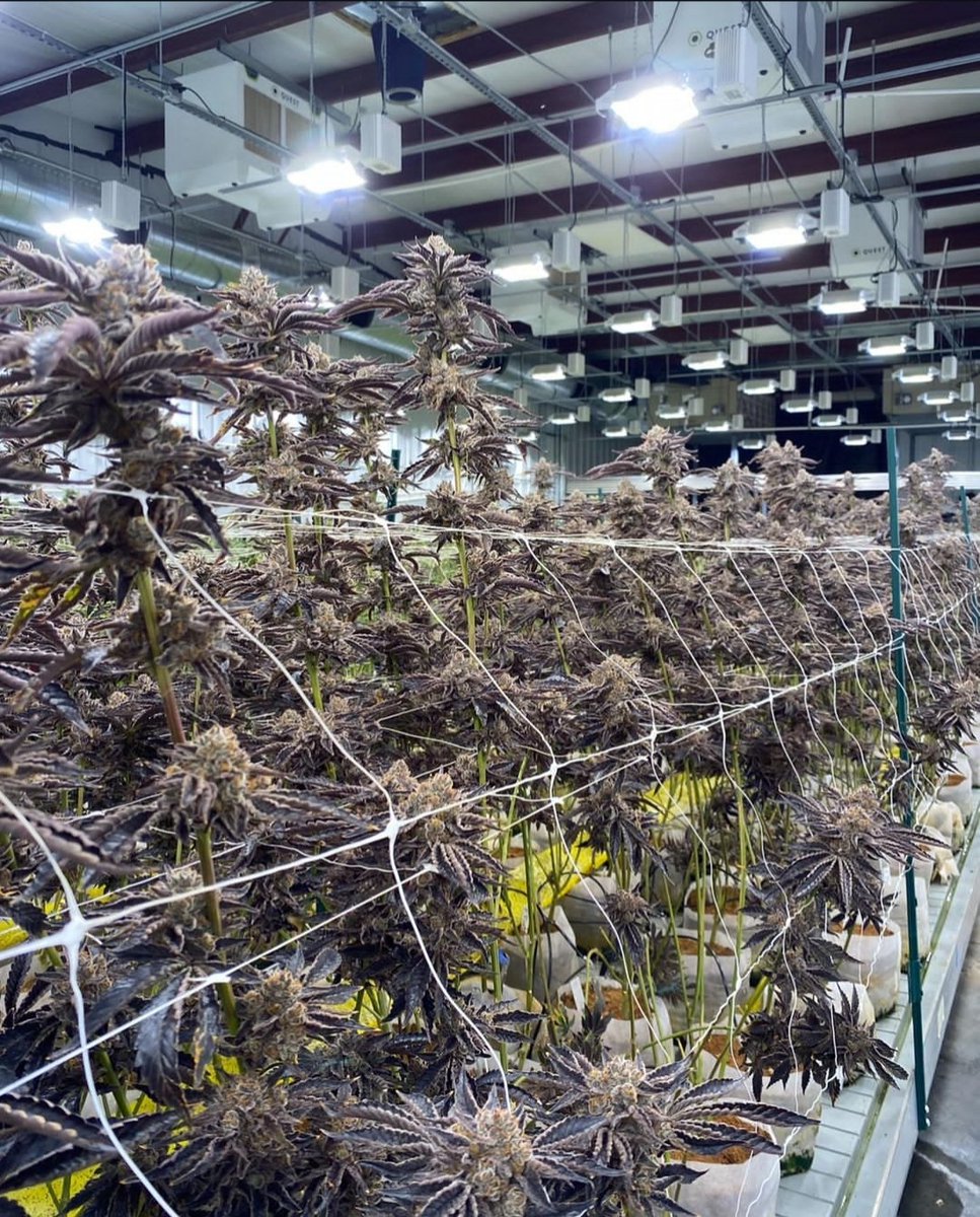 BIG Q Farms tweet media