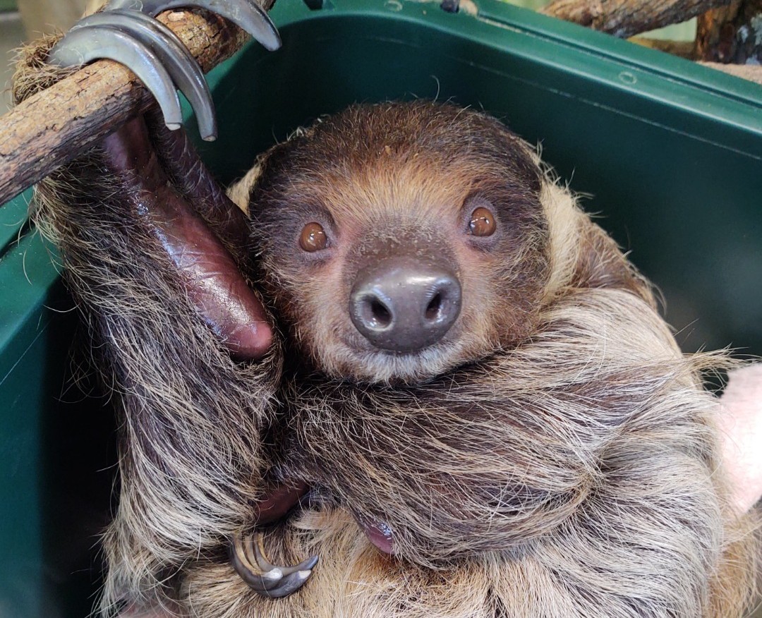 LouZooSloths's tweet photo. Waiting to see @TaylorSwift13 on the screen like:

@SuperBowl @CBS #WhyIsItTakingSoLong https://t.co/0HIo7pY69v