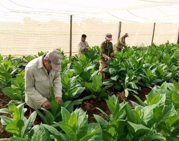En #PinardelRío  #GenteQueSuma aportando a la economía con la producción tabacalera, la que también nos identifica en #Cuba. <a href="/DiazCanelB/">Miguel Díaz-Canel Bermúdez</a> <a href="/DrRobertoMOjeda/">Dr. Roberto Morales Ojeda</a> <a href="/YamileRamosCord/">Yamilé Ramos Cordero</a>