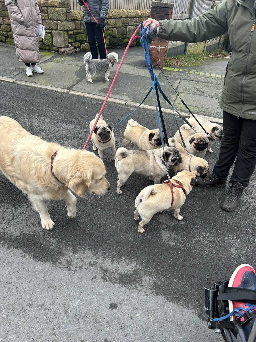 This afternoon I had lovely walk down to park met some pugs and Labrador on way and lovely lady one of her male win prize in show on tv 
I went for the walk to see if the route works on my phone  #1millionmiles1milliondreams