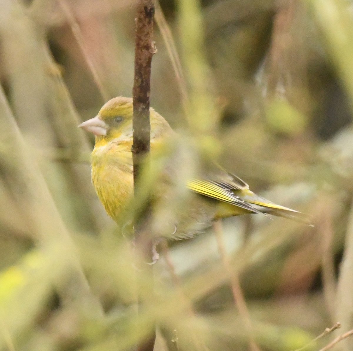 Naff picture of what is becoming an increasingly scarce bird - Greenfinch (@RSPBDungeness today). 69% decline in the UK 1979-2020 and now its conservation status is 'Red Listed' - endangered! These are difficult times for this once common species. @_BTO @KentishPlover #Greenfinch