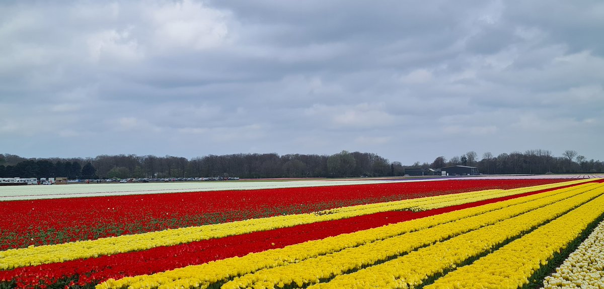 fnks35's tweet photo. #AlphabetChallenge
#WeekF
F is for field
Soon we can enjoy the colours of the bulb fields https://t.co/WG7hcNOfsk