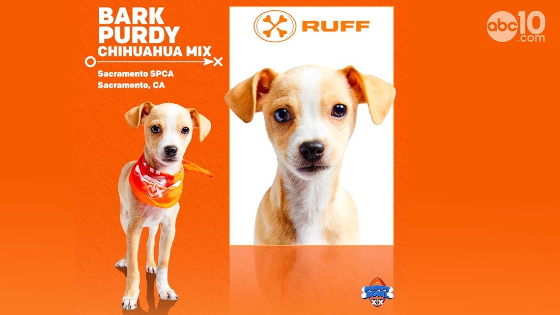 SlashinThangs's tweet photo. #puppybowl
#BarkPurdy https://t.co/pHMWKMS478