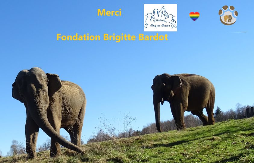 Thank you so much @FBB_Officiel @FBB_Com For the past 2 years, the Brigitte Bardot Foundation has been supporting EHEES for the daily well-being of Gandhi and Delhi. This helps us to provide their care using mainly natural products and herbal medicine. facebook.com/ElephantHaven