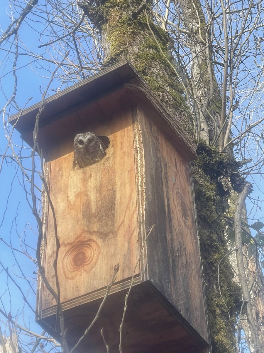 TACTICALFOWLNW's tweet photo. @crwinsor Had a saw whet owl in one of our wood duck boxes a year ago. Came shooting out with some energy! https://t.co/15kyeImoR1