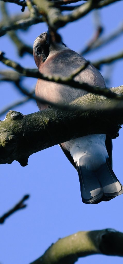 annabrooks66's tweet photo. Afternoon walk 🥰

#nature #naturelovers #springwatch #wildlifephotography #birdwatching #birdphotography #Watford #CassioburyPark https://t.co/tBXcLOXGsG