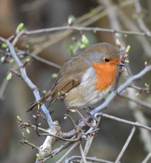 annabrooks66's tweet photo. Afternoon walk 🥰

#nature #naturelovers #springwatch #wildlifephotography #birdwatching #birdphotography #Watford #CassioburyPark https://t.co/tBXcLOXGsG