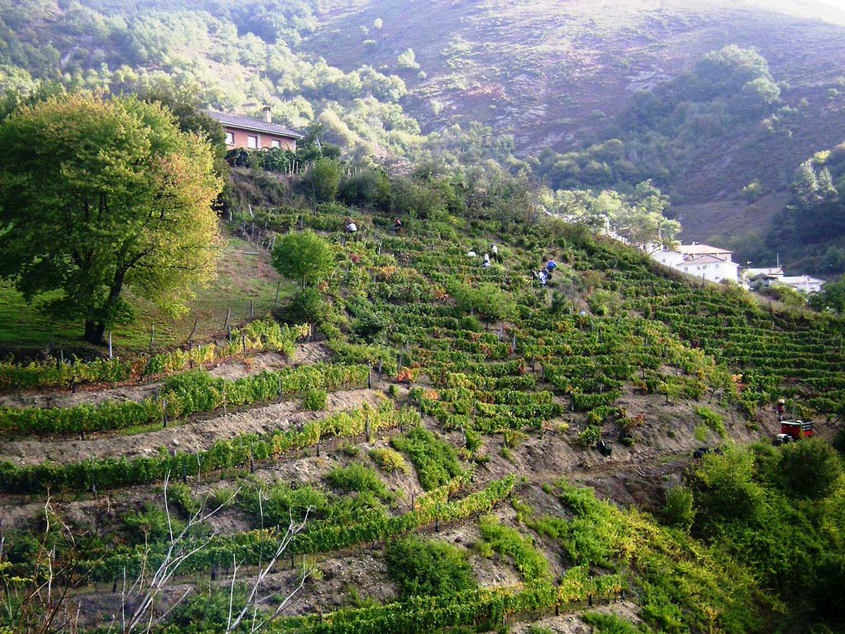 VINOS DE 🇪🇸ESPAÑA tweet media