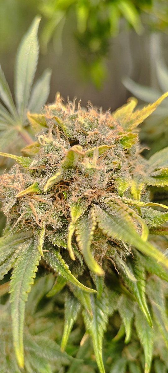 testerseeds59 tweet media