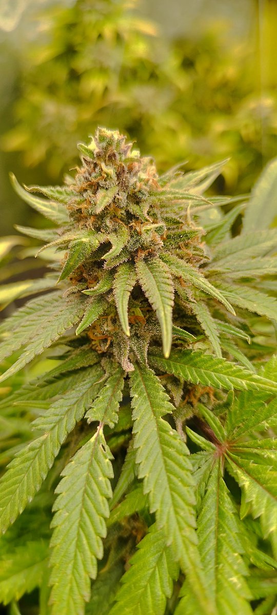 testerseeds59 tweet media