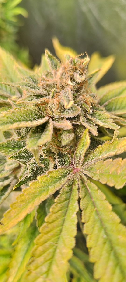 testerseeds59 tweet media