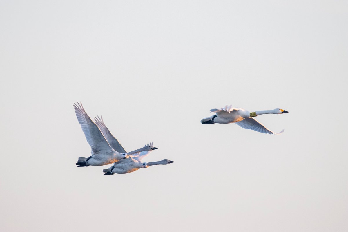 _hanslinssen's tweet photo. No idea whether he is on his own right now or in company of other Bewick's. Here's him around a year ago together with his sister (359E) and dad (080T), when they were still together as a family, captured beautifully by @FrederickAFleet... https://t.co/Aa4KeR0sdh