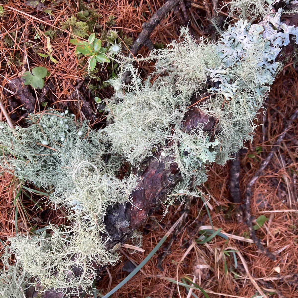 #lichen #france #alpesmaritimes