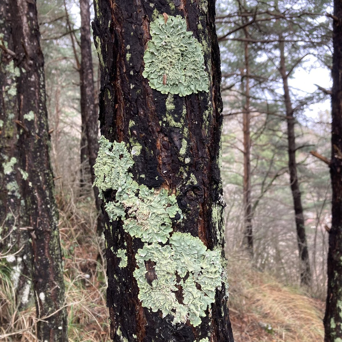 #lichen #alpesmaritimes #france