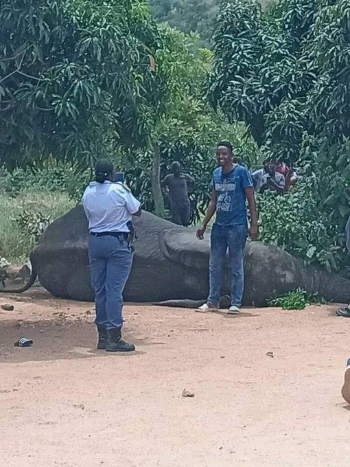 Abramjee's tweet photo. An elephant has been killed in Matsulu,
Mpumalanga. It is believed  that the elephant escaped from the Kruger National Park. ��️ https://t.co/Kfr3xYPSey