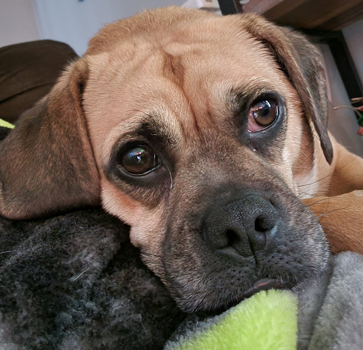SusanWooster's tweet photo. Rocko has been waiting all day for #PuppyBowl https://t.co/jIsmSVLDqJ