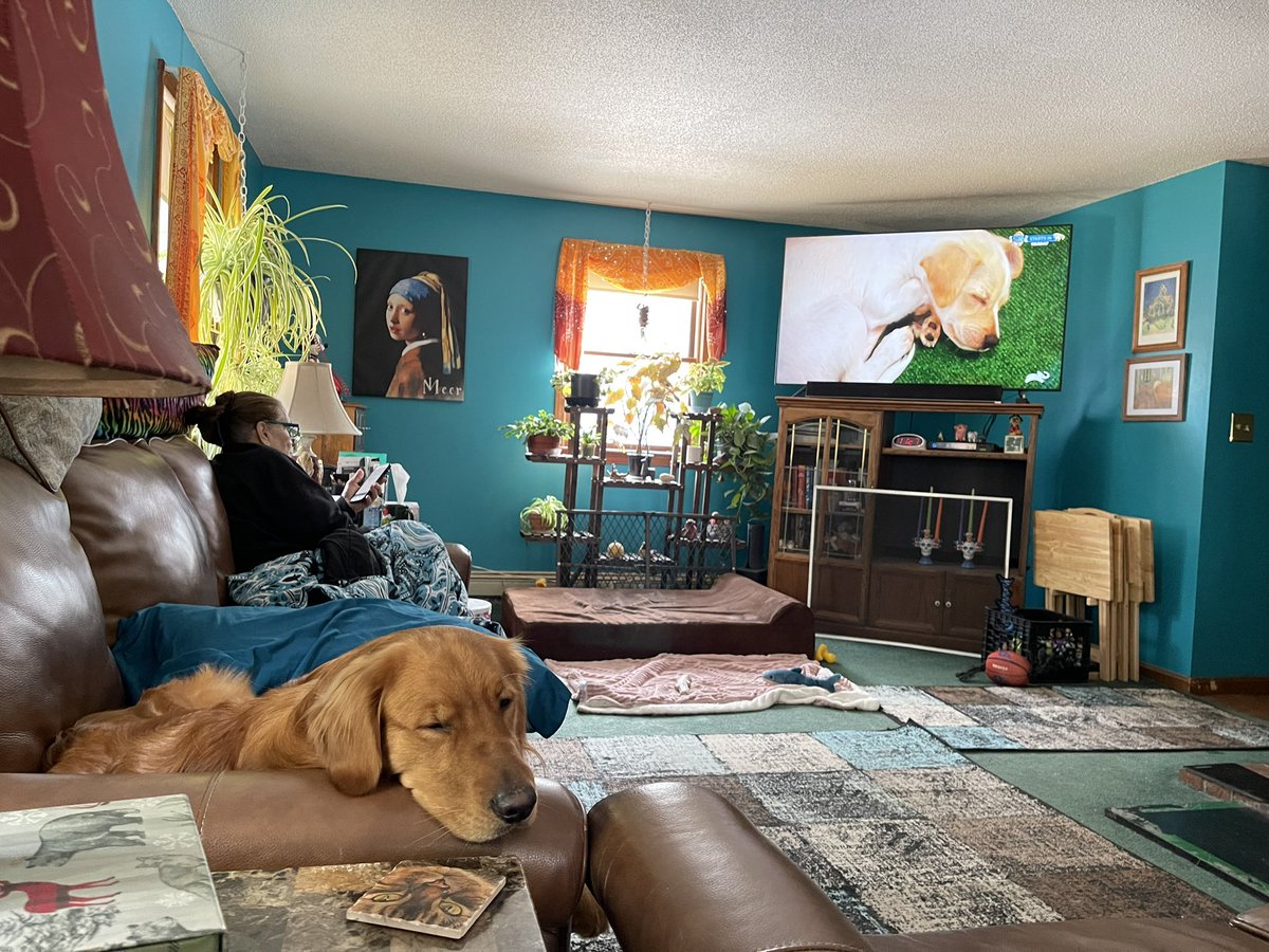 Gideon watching the 2024 #PuppyBowl then taking a nap with one of the puppy players!