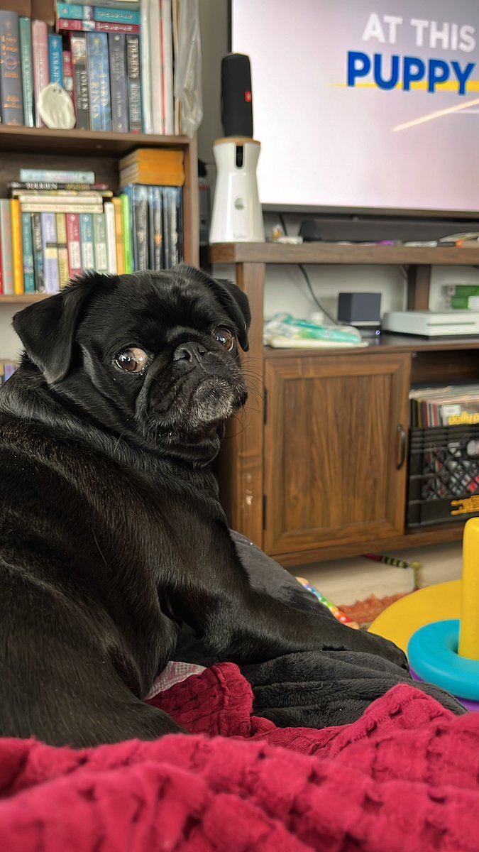 iamranaragab's tweet photo. @AnimalPlanet this Franny is cheering on Francine! https://t.co/NEeHVntbPa