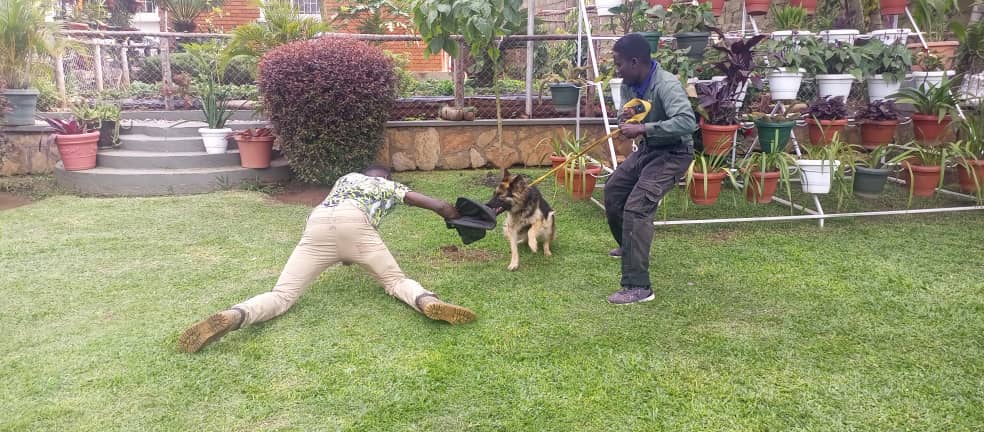 DanEricDogCare's tweet image. For Dog training services.
Call/WhatsApp us on +256788839424 or +256701280368
.
#kampaladogpark #dogloversuganda #aggressiontraining #Uganda #dogsuganda #tweeterdogs #dogtraining #FYP