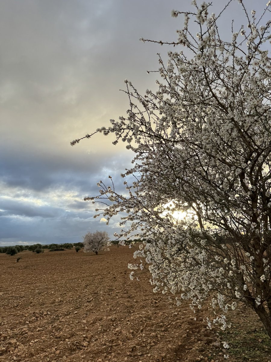 ines_guillen's tweet photo. La prisa de la primavera los primeros días de febrero 😍 https://t.co/tpPLAk4fjA