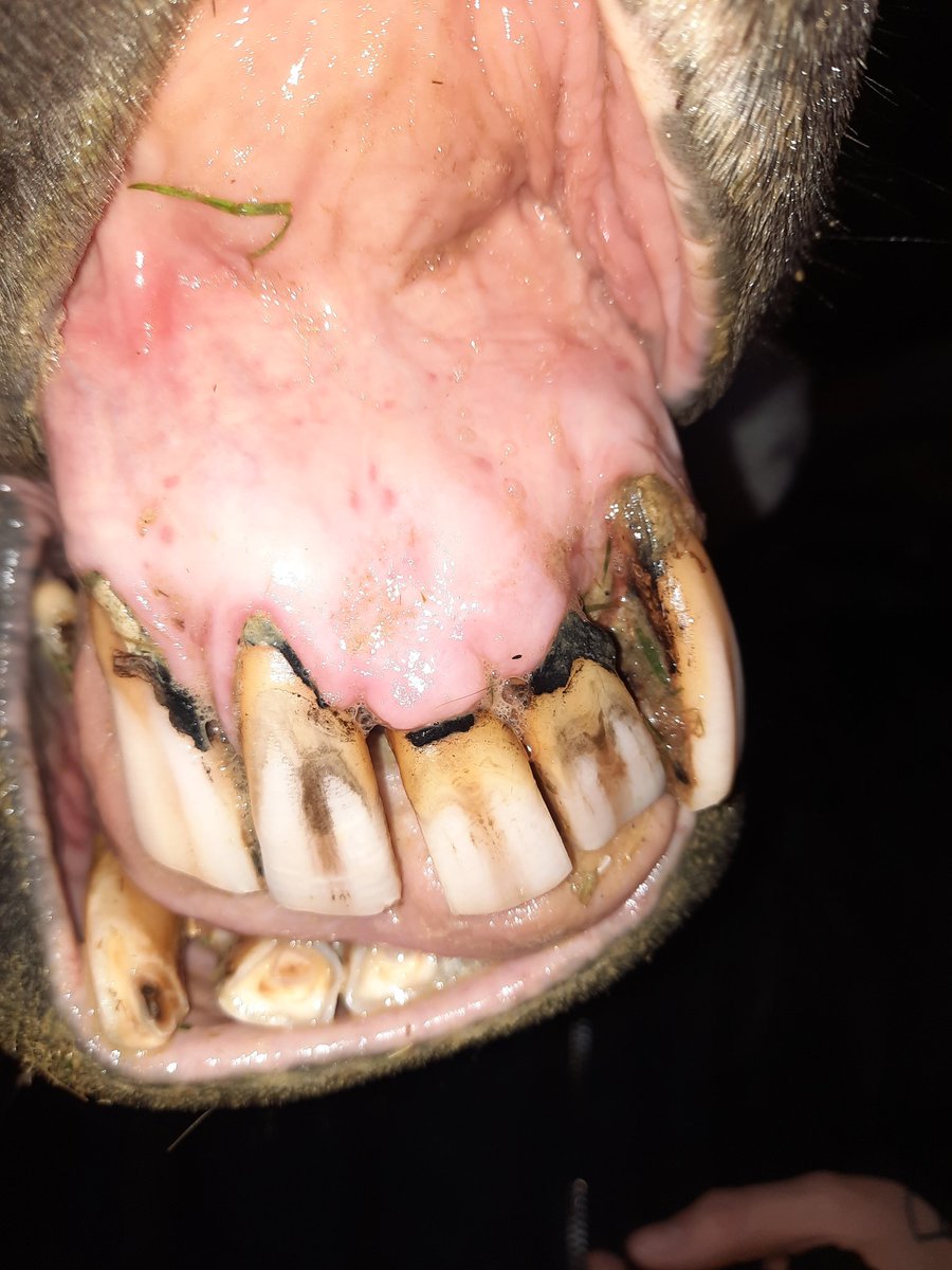 A fine example of EOTRH
Equine Odontoclastic Tooth Resorption Hypercementosis 
A very painful tooth disease