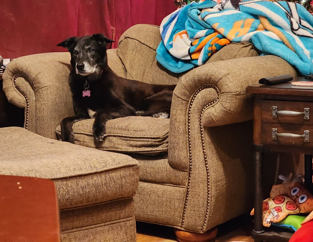 copywriterx's tweet photo. #Kiki #PuppyBowl https://t.co/GmXn89vh8h