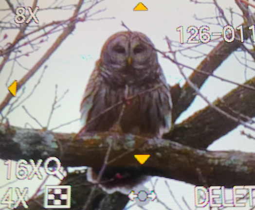 Seiurus's tweet photo. Thanks for the suggestion @candiburke. ; > 

Anticlimactic I suppose, as it's more of a photo of a nice owl than a nice photo of an owl, but at least I'm #SuperbOwling! https://t.co/mXdvPrvpJD