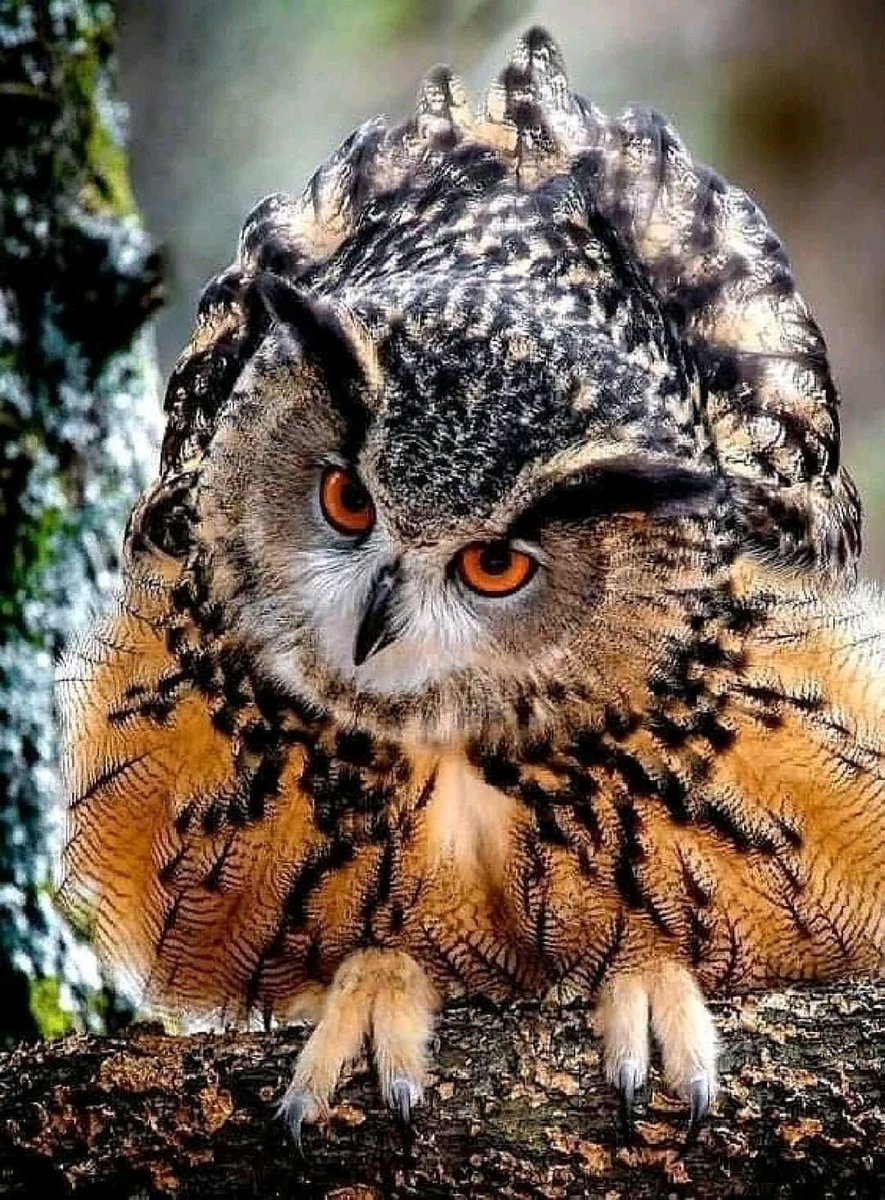 KatanaHugo's tweet photo. Your owl for tonight says good night!
#photos #photography #night #owls https://t.co/jDPhIU0LHP
