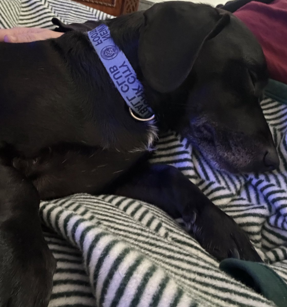 mwayne's tweet image. Benny Biscuit is exhausted after cheering on his forever friends from @AnimalLeague #getyourrescueon #GreatAmericanRescueBowl @GAfamilyTV