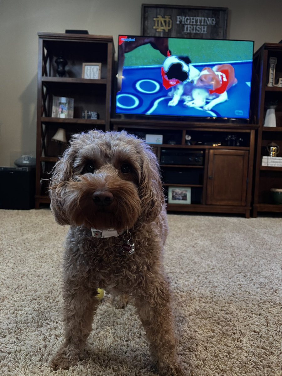 Promo_Champs's tweet image. #PuppyBowl Stormi’s ready to play!
