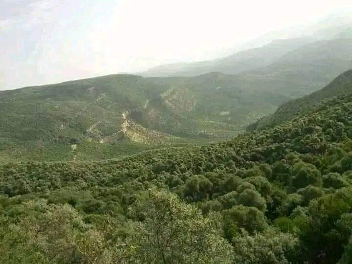 Hadgitourism's tweet photo. Located in the heart of #Atsbi, #Desaa Reserved Forest offers a unique & diverse fauna & flora experience. With its vast landscapes, abundance of birds, & stunning scenery, it is the perfect destination for any nature lover or adventure enthusiast. #Tigrai #VisitTigrai
📷 TCTB https://t.co/cUmOOkOChl