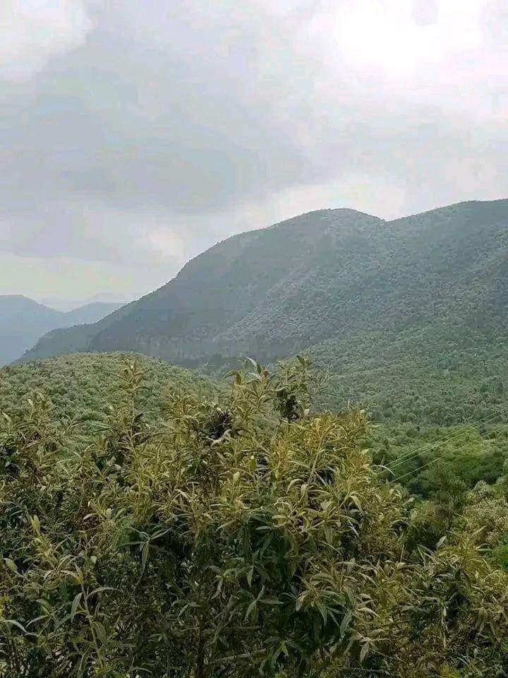 Hadgitourism's tweet photo. Located in the heart of #Atsbi, #Desaa Reserved Forest offers a unique & diverse fauna & flora experience. With its vast landscapes, abundance of birds, & stunning scenery, it is the perfect destination for any nature lover or adventure enthusiast. #Tigrai #VisitTigrai
📷 TCTB https://t.co/cUmOOkOChl
