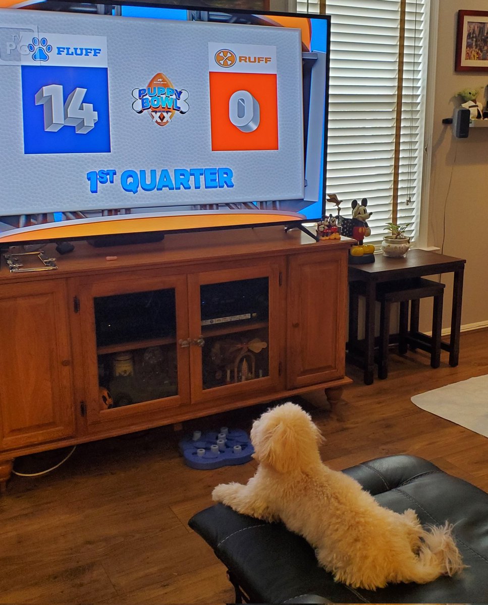 grumpy_old_tech's tweet image. Teddi wants to watch #PuppyBowlXX