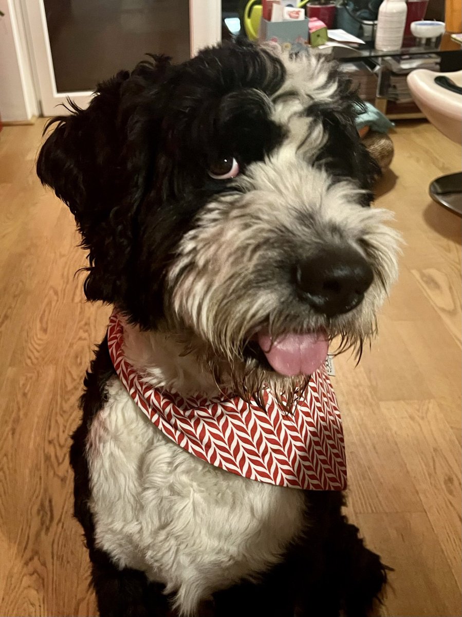 NuovaRealta's tweet photo. @Defnotaspoof Bernedoodle #LinusBop is mine. 🥰 https://t.co/NmEosCXTxh