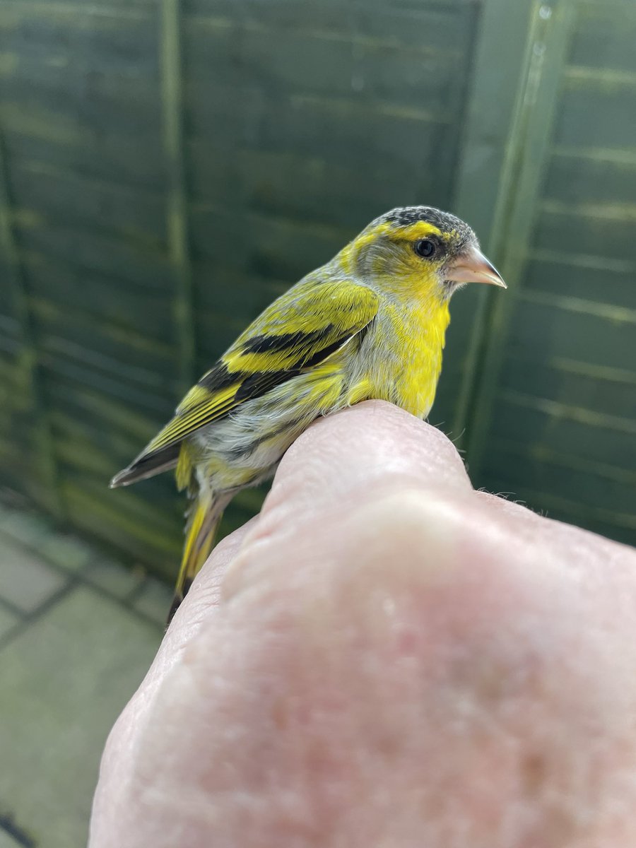 Lots of Siskins on the move, over 100+ at my winter feeding station this weekend. Birds moving up from the south. Always nice to catch. <a href="/CAWOSBirding/">Cheshire & Wirral Ornithological Society</a> <a href="/_BTO/">BTO</a>