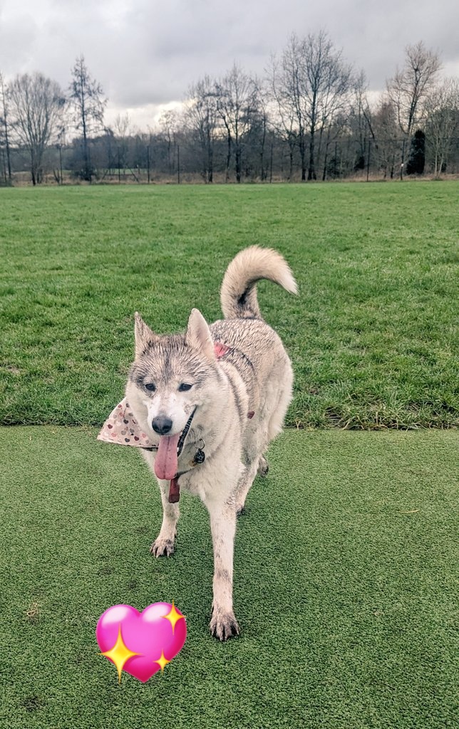 Had a roll in the mud and got a mucky face 🤣 
#SundayFunday