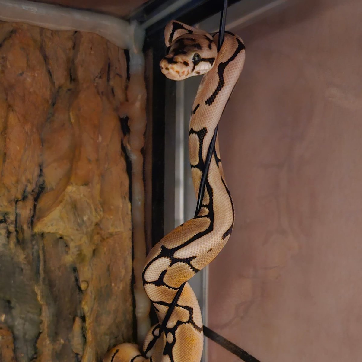 Pianoe82's tweet image. Nieuwe aanwinst meegenomen van de reptielenbeurs in Houten. Deze baby had alleen de memo nog niet ontvangen dat koningspythons geen klimmers zijn 🤪😂🥰
#Koningspython #CrazyReptileLady