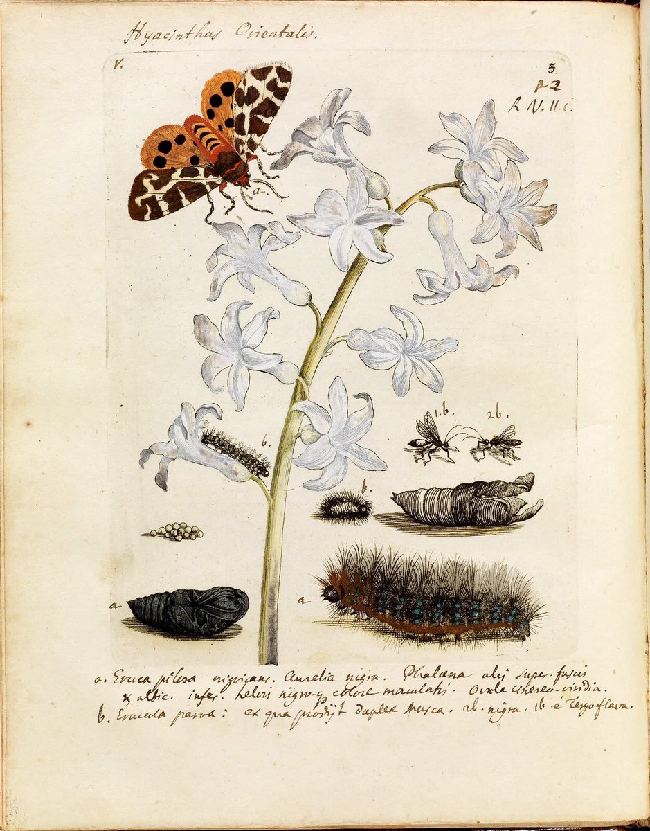 Antes de ser una de las primeras ilustradoras científicas, Maria Sibylla Merian escribió: 

«Quiero pintar orugas, pájaros y esos animales pequeños del verano como hacen los pintores de paisajes, que consiguen que todo cobre vida a través de otro».

Y dio vida a las mariposas.