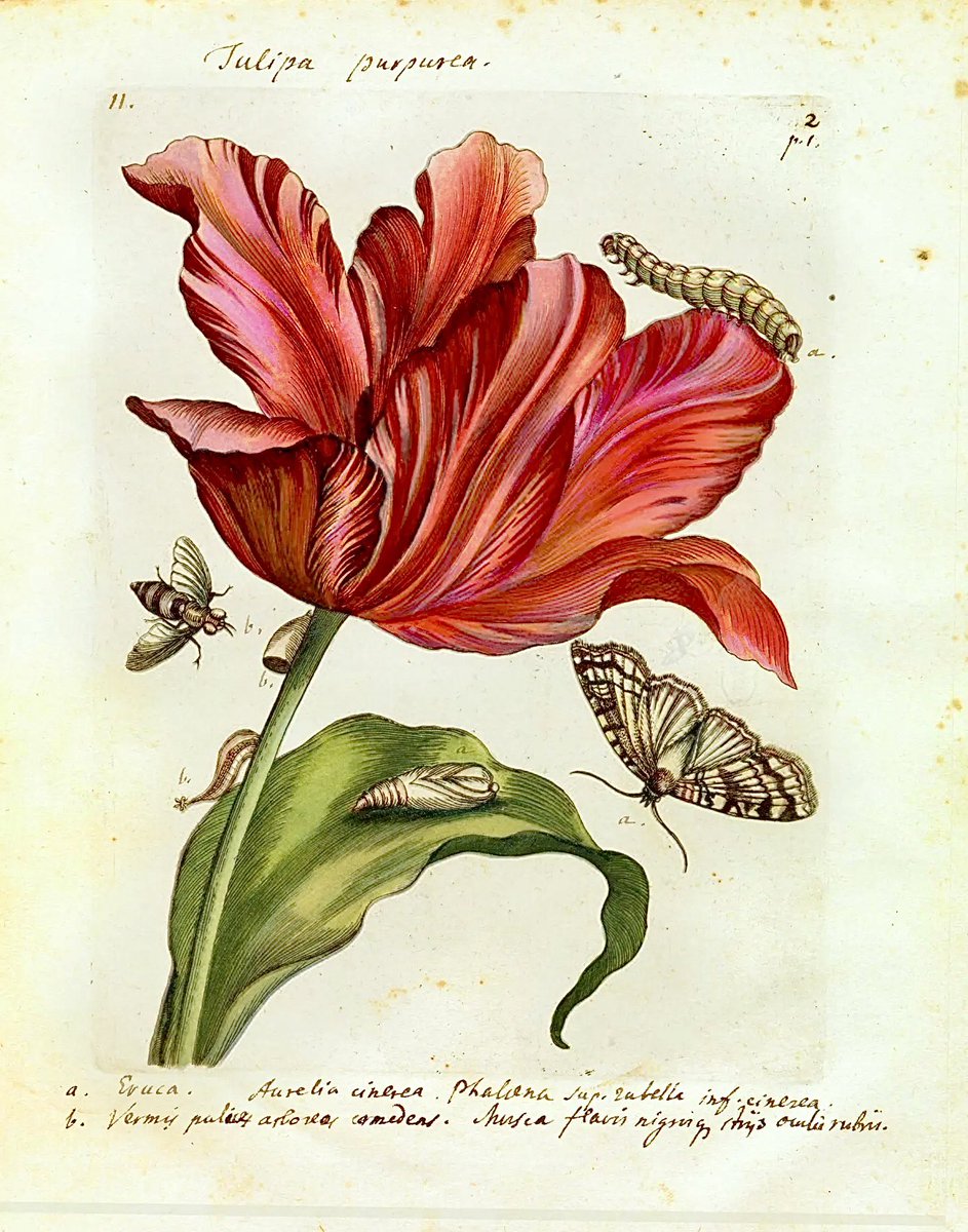 CienciaconArte's tweet photo. Antes de ser una de las primeras ilustradoras científicas, Maria Sibylla Merian escribió: 

«Quiero pintar orugas, pájaros y esos animales pequeños del verano como hacen los pintores de paisajes, que consiguen que todo cobre vida a través de otro».

Y dio vida a las mariposas. https://t.co/3Dr5AmGelO