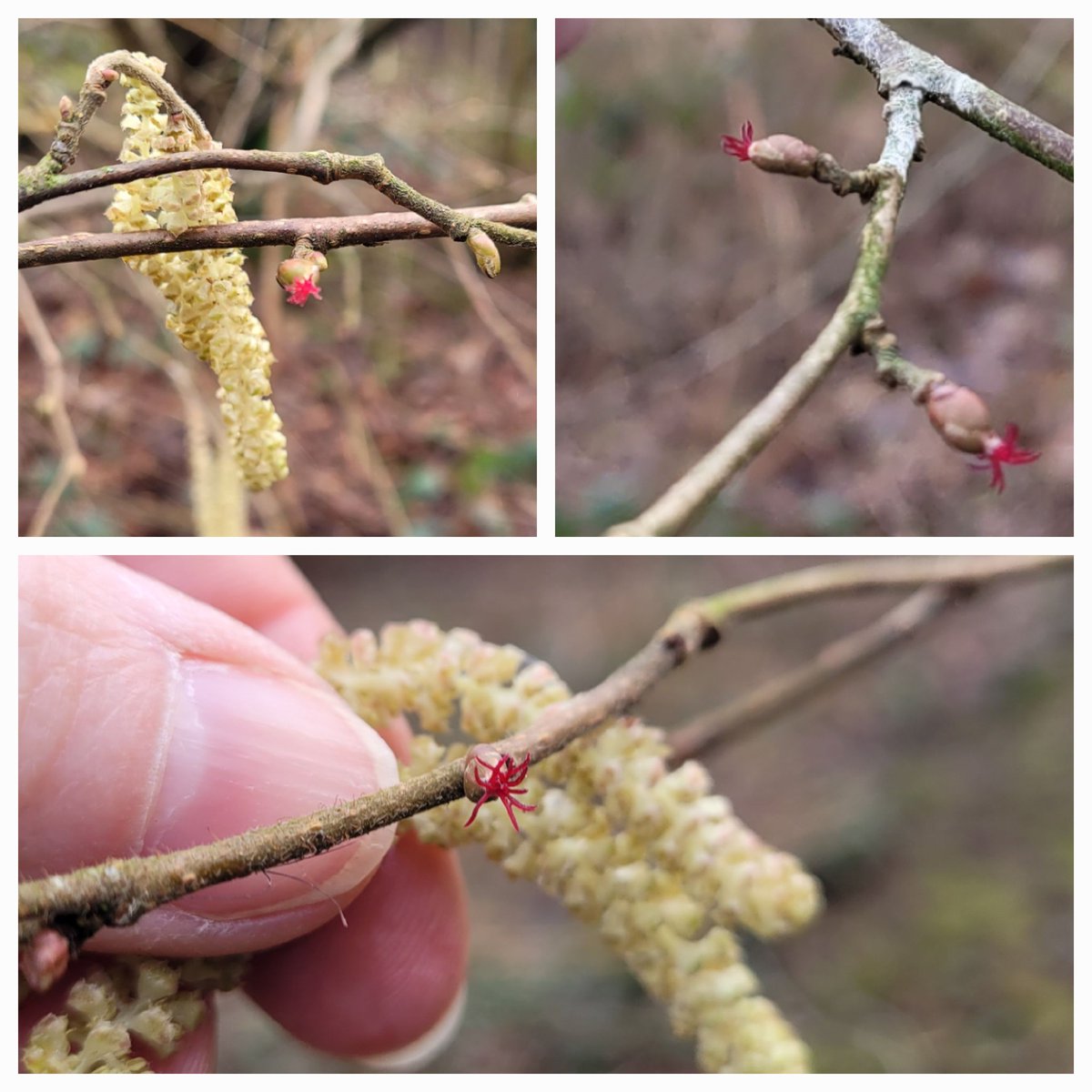Hazel (Corylus avellana L.) catkins &amp; miniscule! flowers in the February woodland. Used in early-medieval remedies for treating skin wounds &amp; headaches, &amp; as a useful material for baskets &amp; fences, OE hæsel occurs in many place-names like le haselenehurst #Staffordshire (1290)