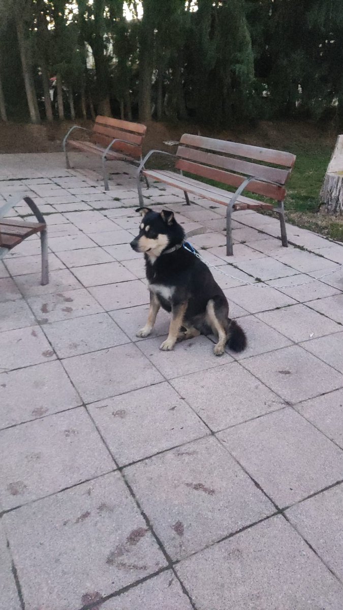 Policía Local Utebo (@policiautebo) on Twitter photo 🔹Tres días consecutivos llevan fugándose este par de peludos acabando en manos de <a href="/PoliciaUtebo/">Policía Local Utebo</a>
🔹Su dueño los ha recuperando, gracias al microchip y a la colaboración ciudadana que avisa al verlos
🔹Esperemos que la juerga de fin de semana canina acabe con la fuga de hoy 🔹Tres días consecutivos llevan fugándose este par de peludos acabando en manos de <a href="/PoliciaUtebo/">Policía Local Utebo</a>
🔹Su dueño los ha recuperando, gracias al microchip y a la colaboración ciudadana que avisa al verlos
🔹Esperemos que la juerga de fin de semana canina acabe con la fuga de hoy