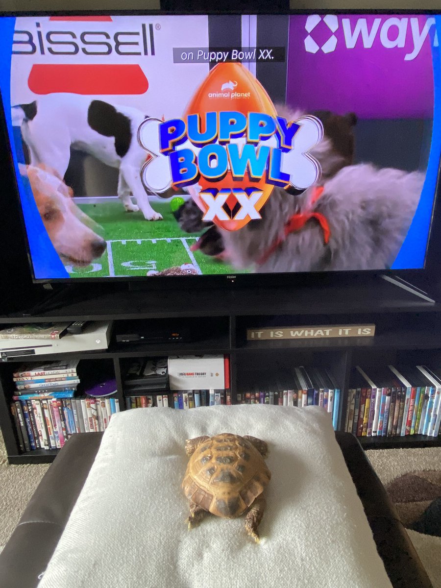 NeilTheTortoise's tweet photo. Neil the Tortoise is watching the #PuppyBowl #NeiltheTortoise @NeilTheTortoise @AnimalPlanet #PuppyBowlXX https://t.co/m39WCsj0i2