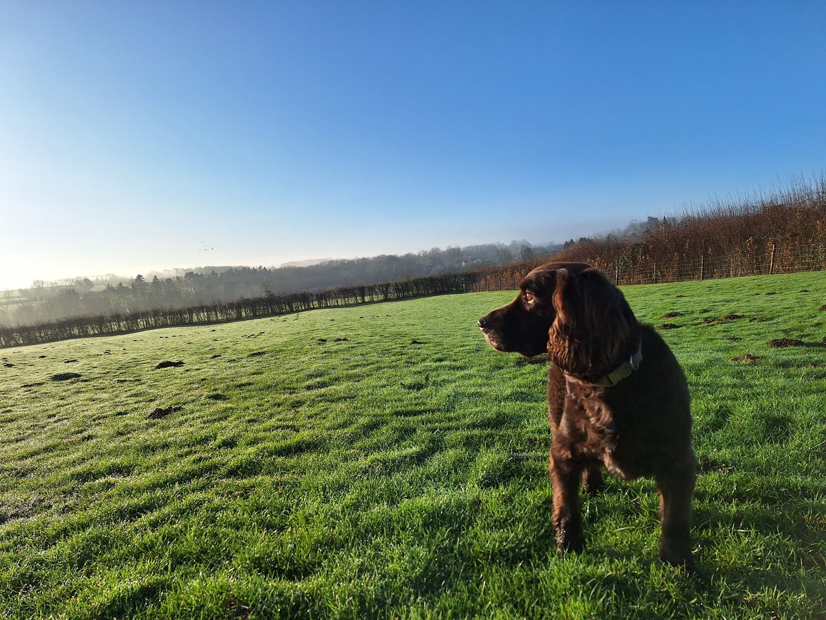 RobJames68's tweet photo. Lovely relaxing weekend away in #Morcott #Rutland #HappyDog #WeekendFun https://t.co/vAGSR2sbGY